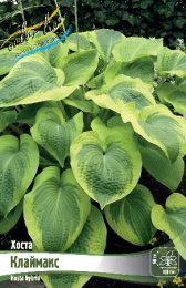 Хоста Клаймакс 1шт. Colorline