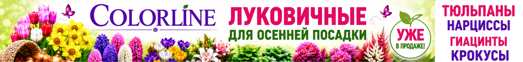 сезонные предложения: луковичные Колорлайн 