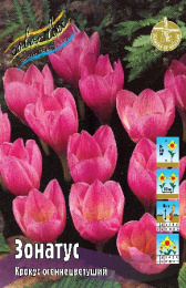 Крокус Зонатус (осенний) 10шт. Colorline