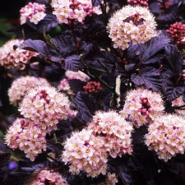 Пузыреплодник калинолистный Ред Барон, Р9, без  упаковки в контейнере Colorline