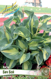 Хоста Бич Бой 1шт. Colorline