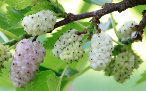 Шелковица Белая Волжский Сад