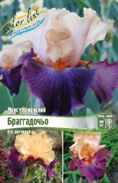 Ирис германский Браггадочьо 1шт. Colorline
