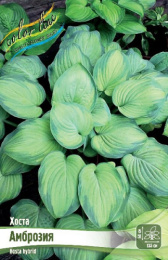 Хоста Амброзия 1шт. Colorline