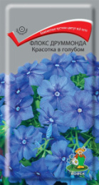 Флокс Красотка в голубом, друммонда 0,1г цветной пакет Поиск