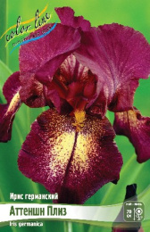 Ирис германский Аттеншн Плиз 1шт. Colorline
