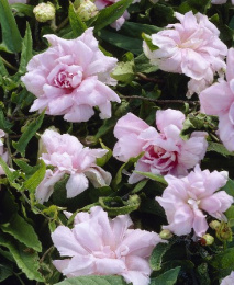 Калистегия Флоре Плено, Р9, в цветной коробке Colorline