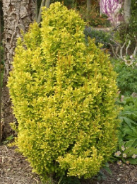 Барбарис Тунберга Голден Торч, Р9, без упаковки в контейнере Colorline