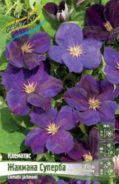 Клематис Жакмана Суперба 2шт. Colorline