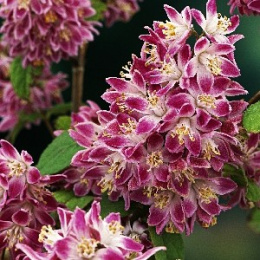 Дейция гибридная Строуберри Филдс, Р9, в цветной коробке Colorline