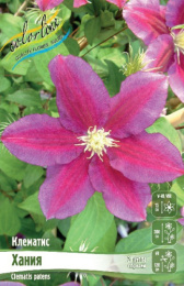 Клематис Хания 2шт. Colorline